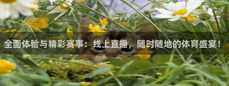 jrs极速体育直播nba在线视频直播：全面体验与精彩赛事：线上直播，随时随地的体育盛宴！