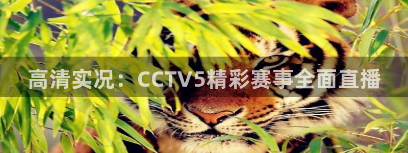 极速体育nba直播吧在线观看