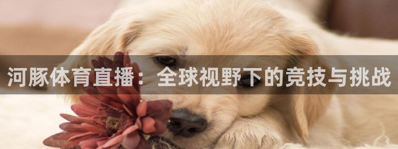 nba视频在线直播极速体育：河豚体育直播：全球视野下的竞技与挑战